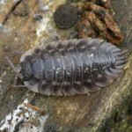Woodlouse 